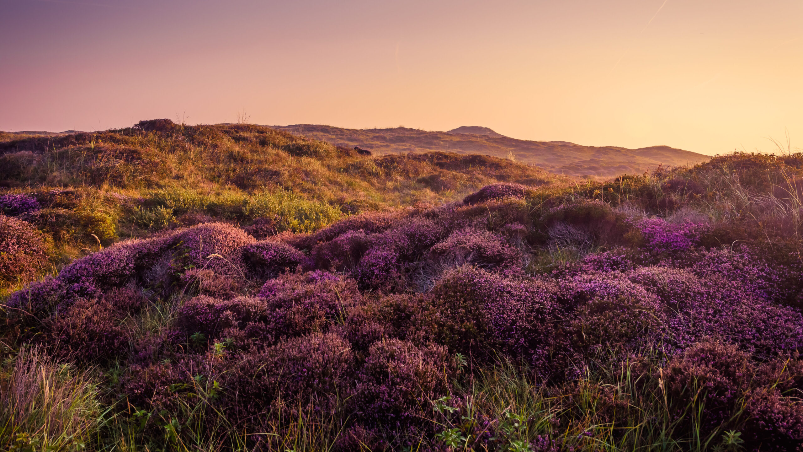 Moorland